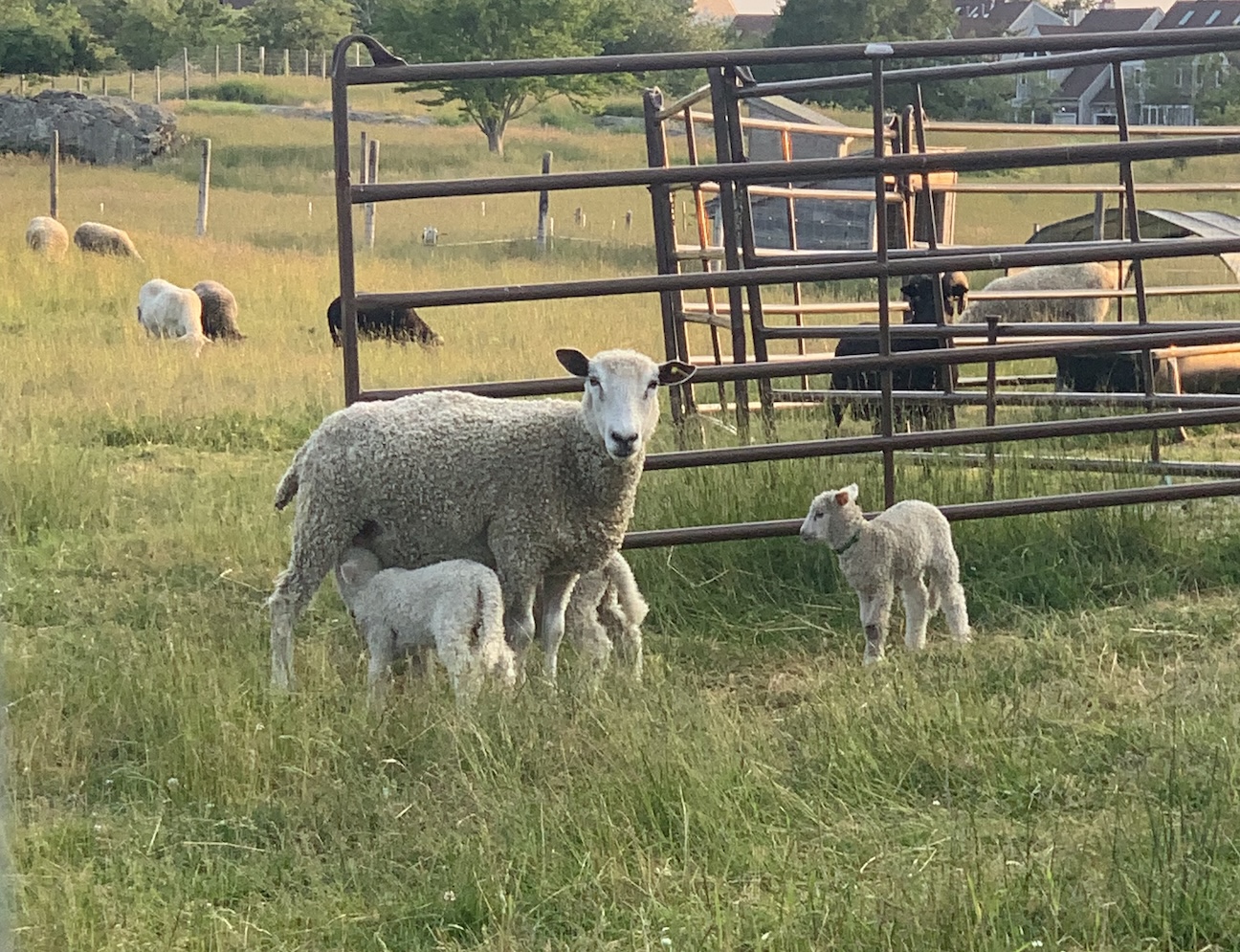 A Coastal Farm Measures Soil. Sampling at Ocean Hour Farm