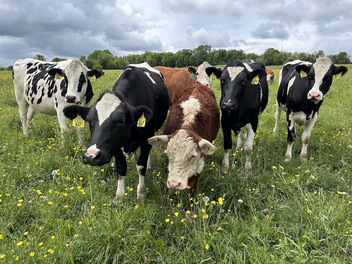 Measuring Soil Carbon for Organic Dairy Farmers with Stonyfield Organic